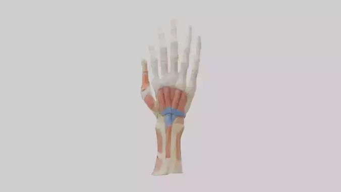 Human Finger Anatomy Model