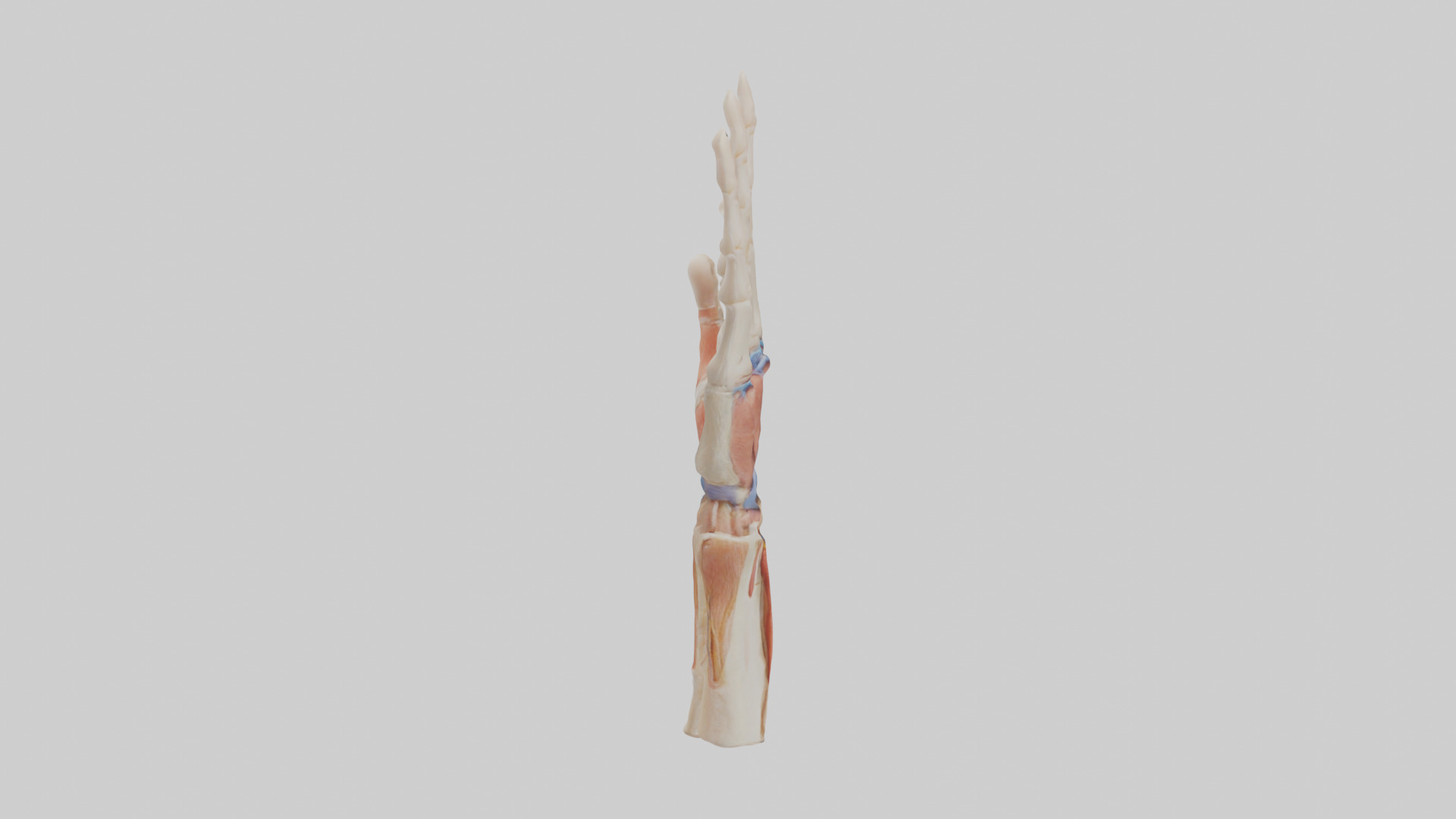 Human Finger Anatomy Model Low-poly 3D model_13