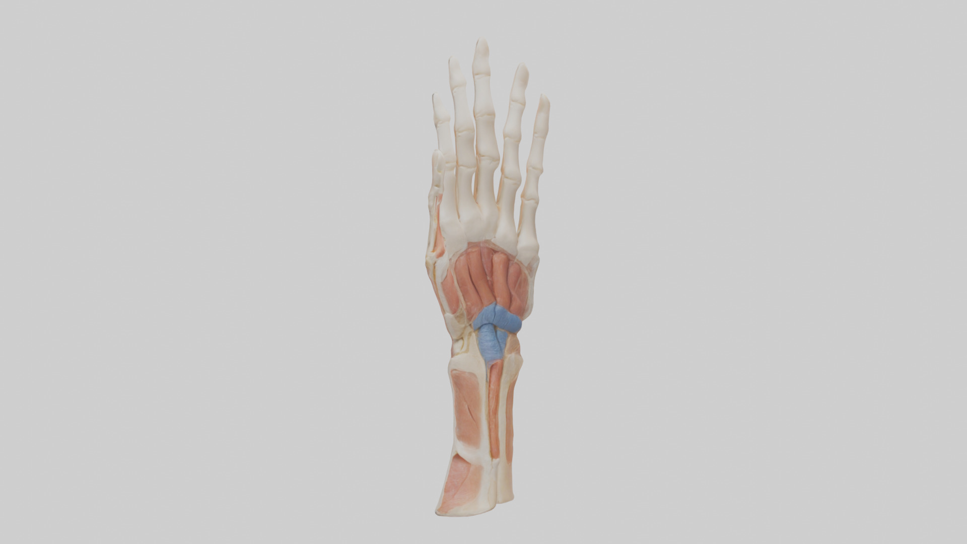 Human Finger Anatomy Model Low-poly 3D model_1