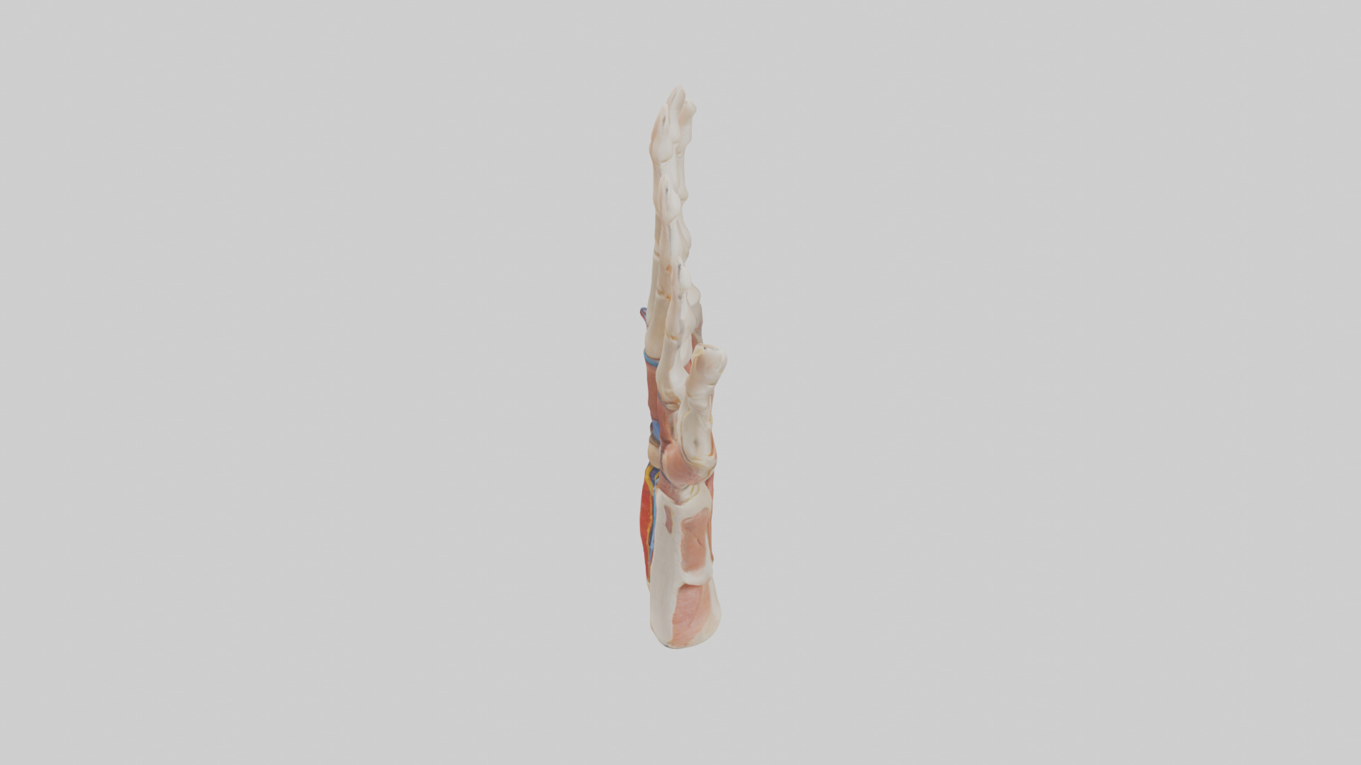 Human Finger Anatomy Model Low-poly 3D model_17