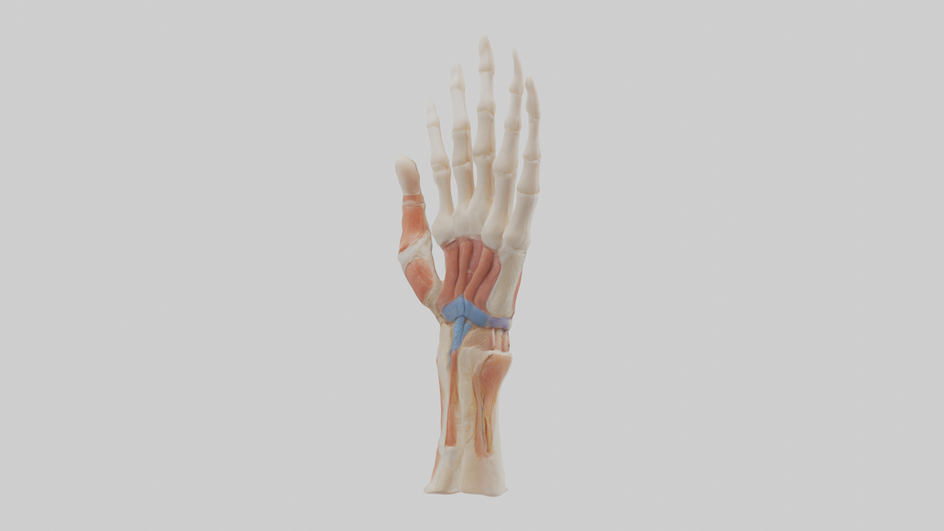 Human Finger Anatomy Model Low-poly 3D model_2