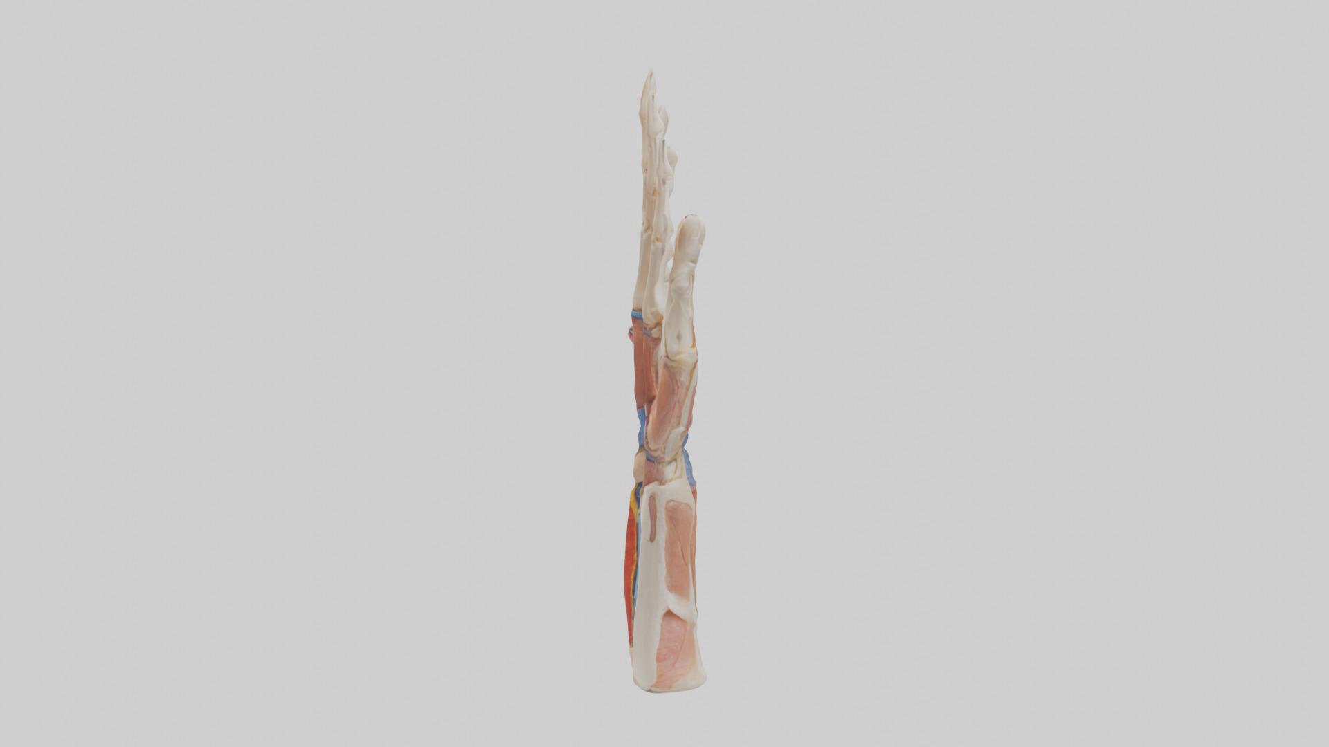 Human Finger Anatomy Model Low-poly 3D model_12