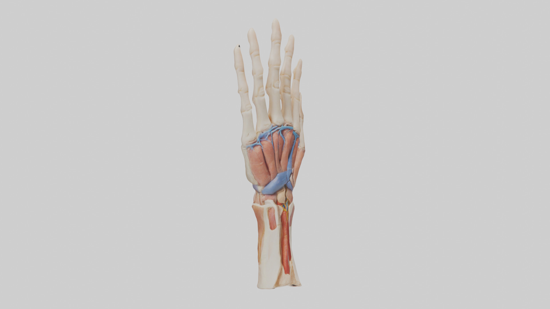 Human Finger Anatomy Model Low-poly 3D model_11