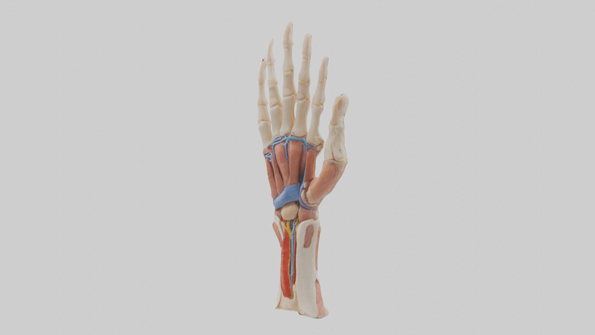 Human Finger Anatomy Model Low-poly 3D model_10