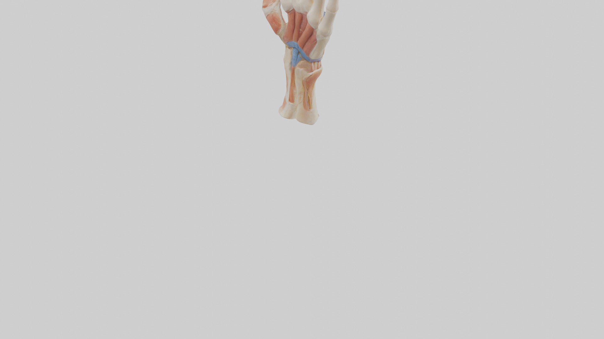 Human Finger Anatomy Model Low-poly 3D model_4