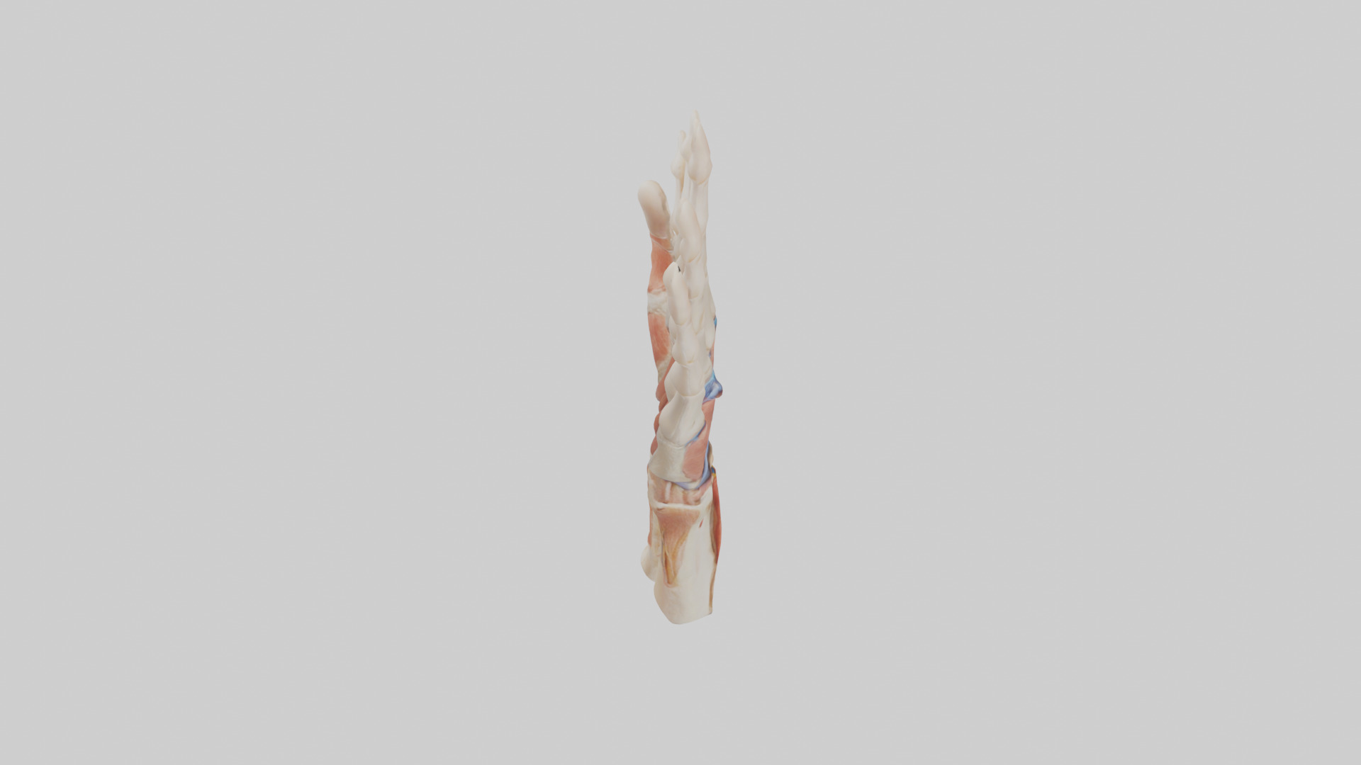 Human Finger Anatomy Model Low-poly 3D model_18