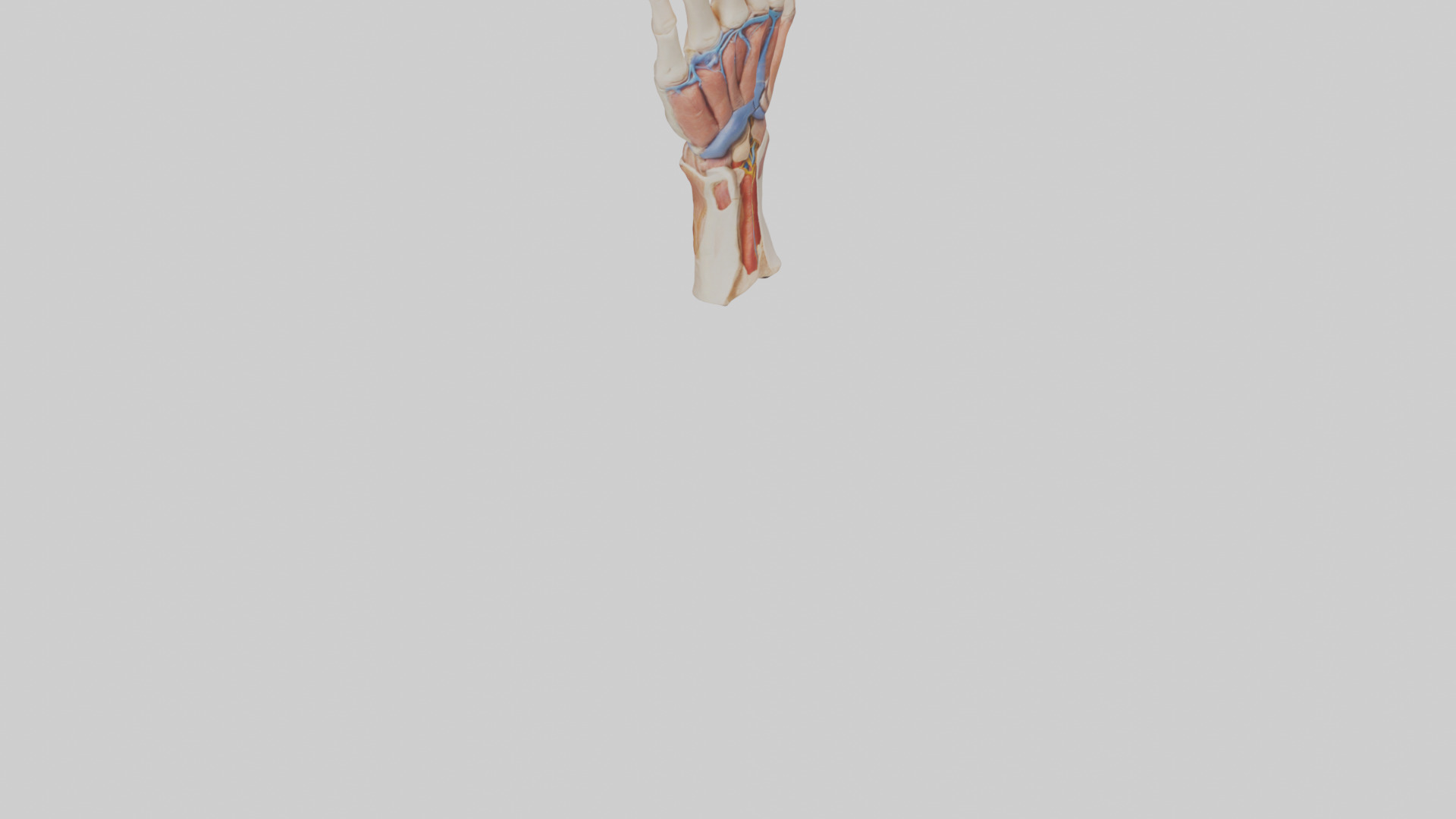 Human Finger Anatomy Model Low-poly 3D model_6