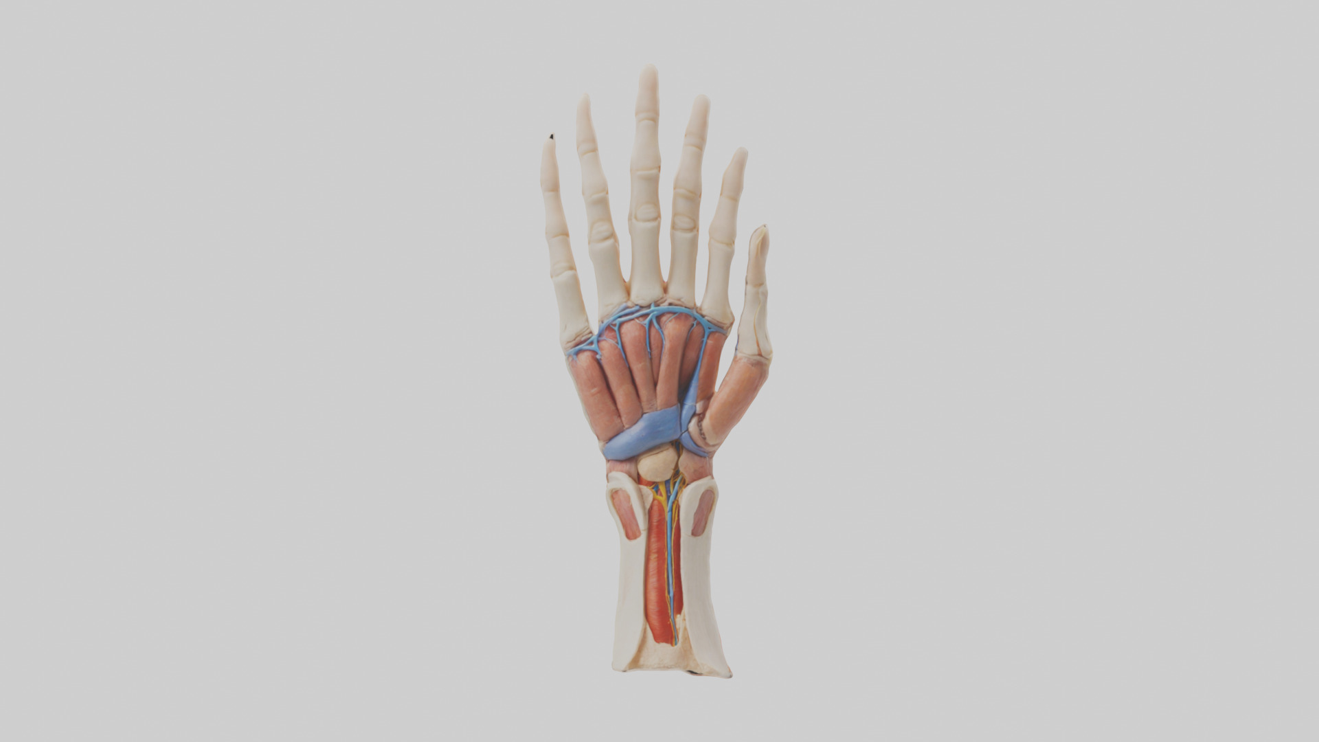 Human Finger Anatomy Model Low-poly 3D model_9