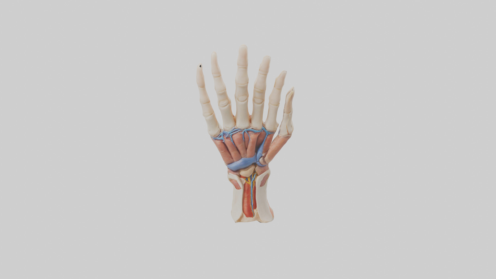 Human Finger Anatomy Model Low-poly 3D model_16