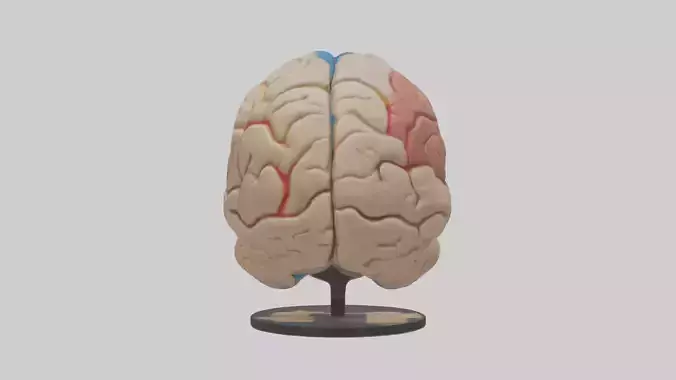 Human Frontal Lobe Model