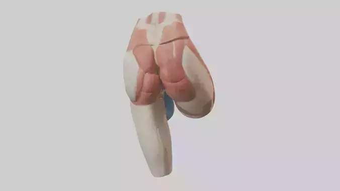 Human Gluteus Maximus Model