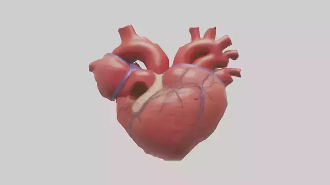 Human Heart Chambers Model