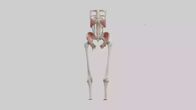 Human Hip Anatomy Model