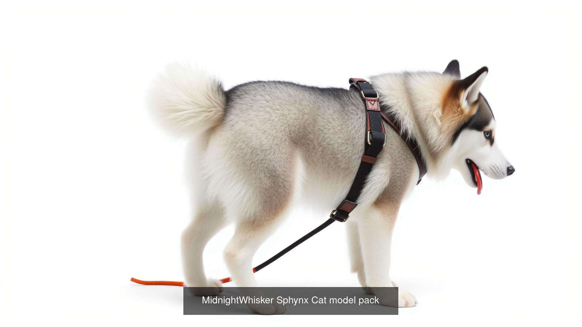 Mammal Animals Model Pack with Fish Dog Bird Cat 3D Model Collection_19