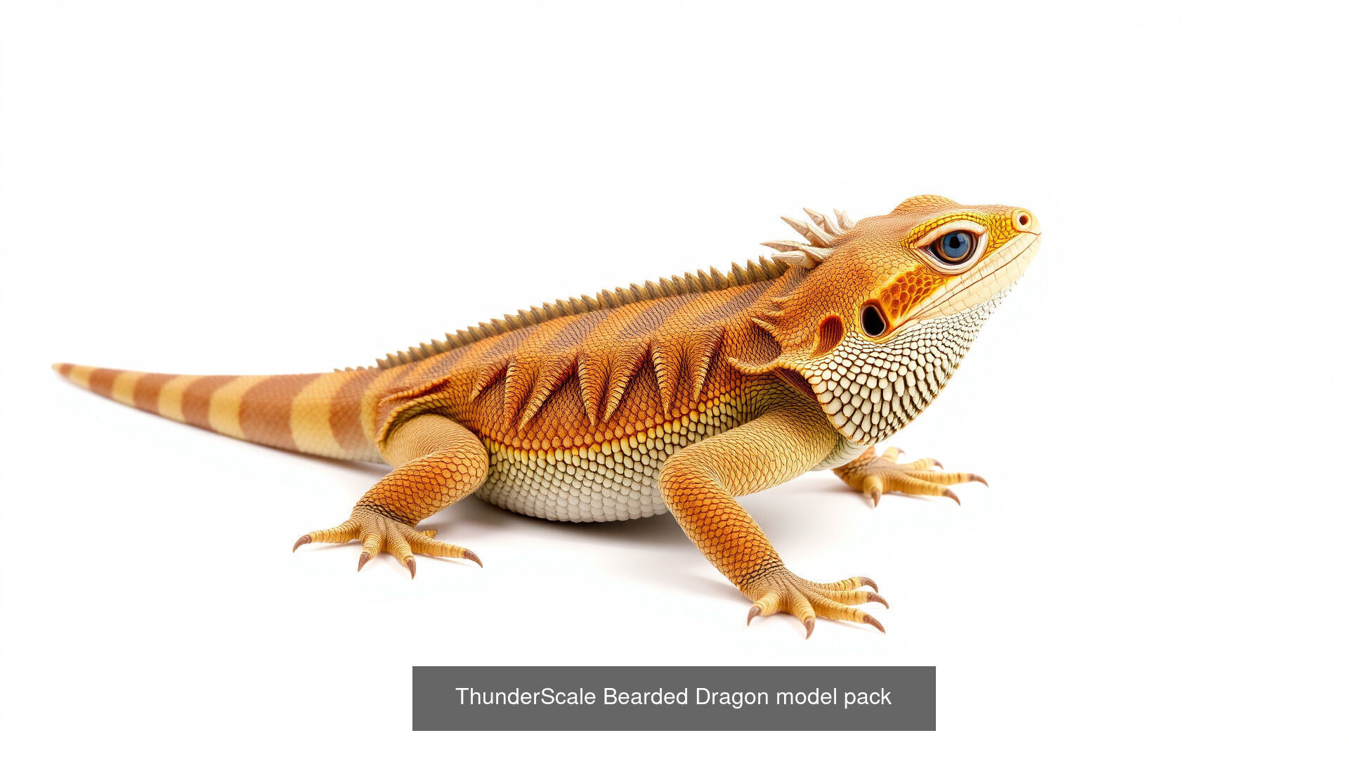 Mammal Animals Model Pack with Fish Dog Bird Cat 3D Model Collection_15