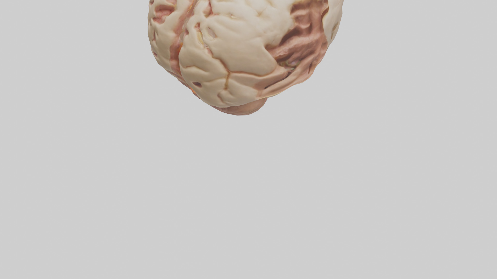 Human Hypothalamus Model Low-poly 3D model_4