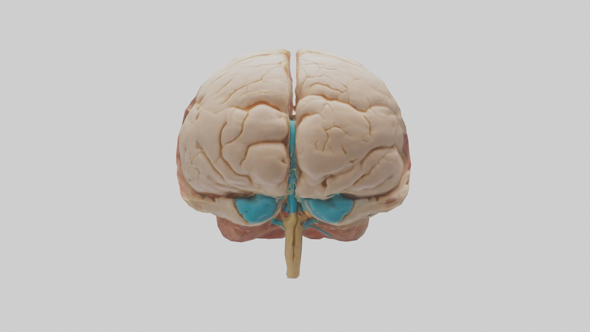 Human Hypothalamus Model Low-poly 3D model_9