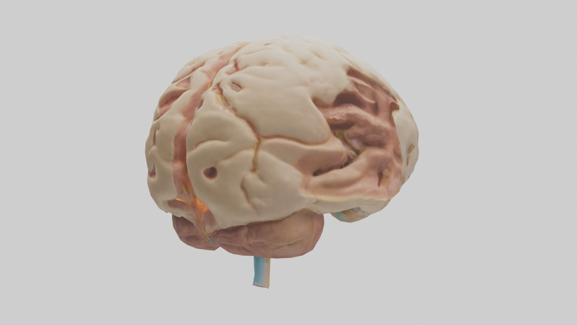 Human Hypothalamus Model Low-poly 3D model_2