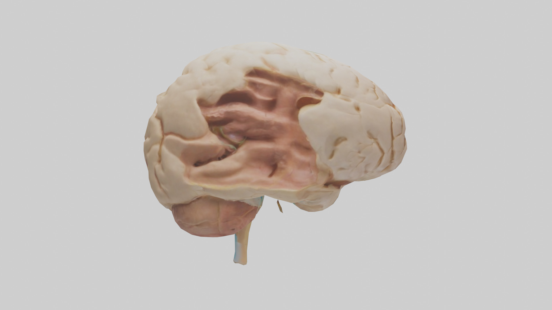 Human Hypothalamus Model Low-poly 3D model_13
