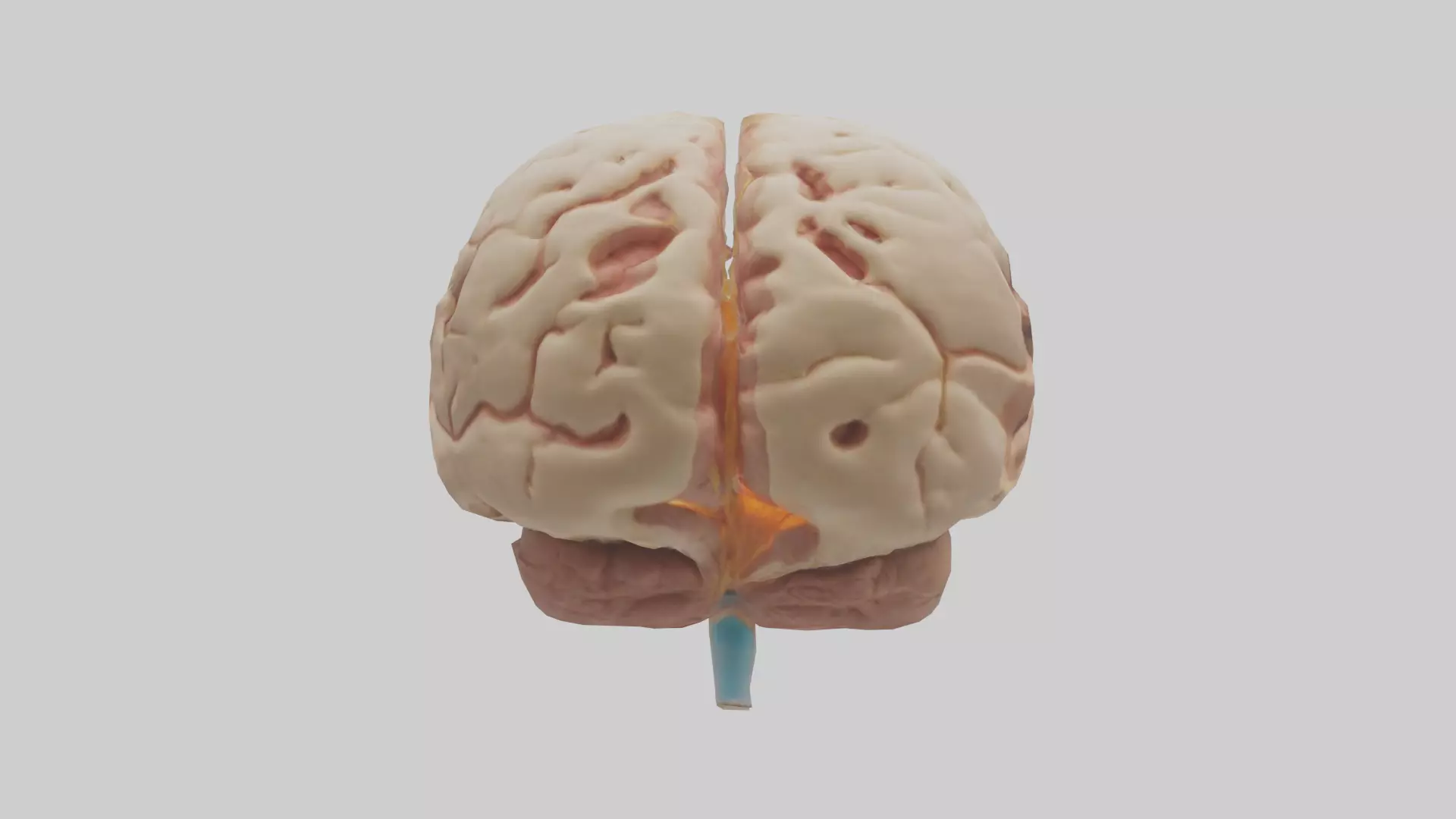 Human Hypothalamus Model Low-poly 3D model_0