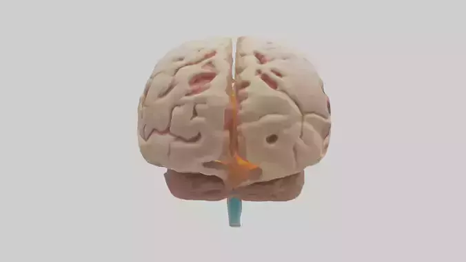 Human Hypothalamus Model