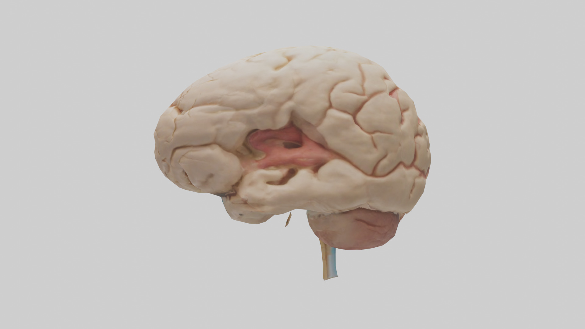 Human Hypothalamus Model Low-poly 3D model_12