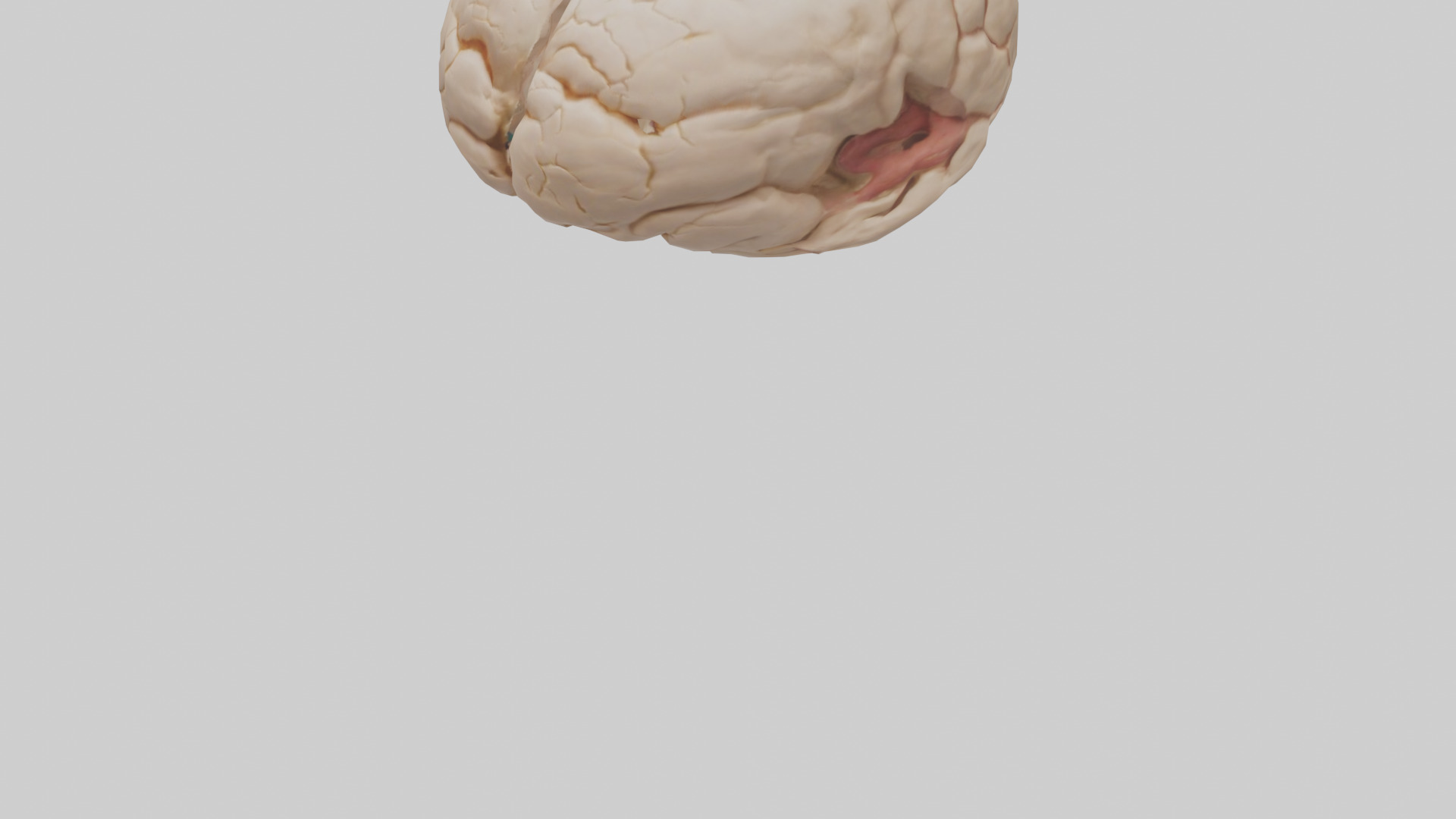 Human Hypothalamus Model Low-poly 3D model_5