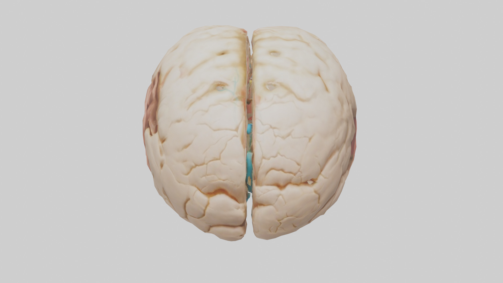 Human Hypothalamus Model Low-poly 3D model_16