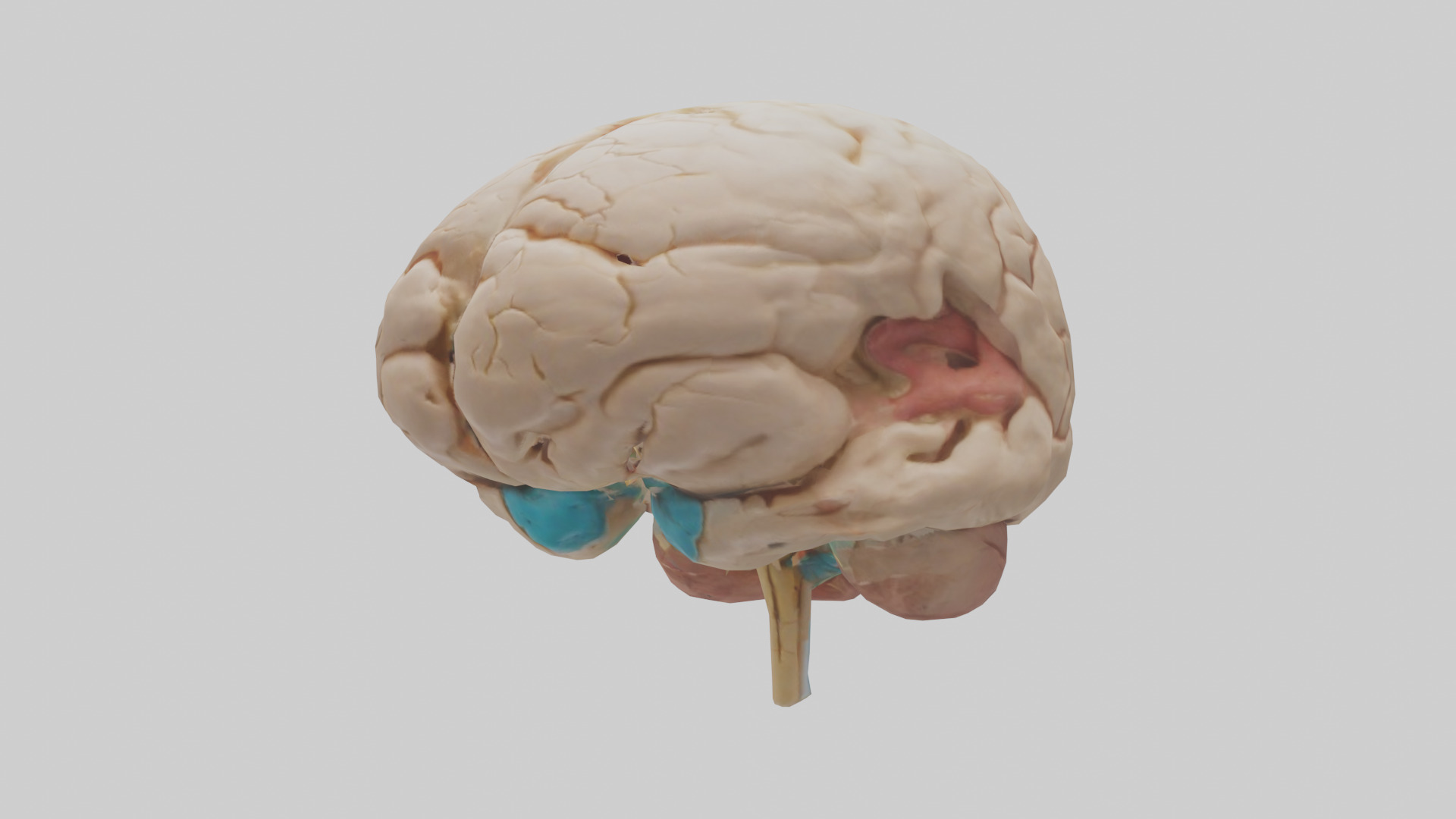 Human Hypothalamus Model Low-poly 3D model_8