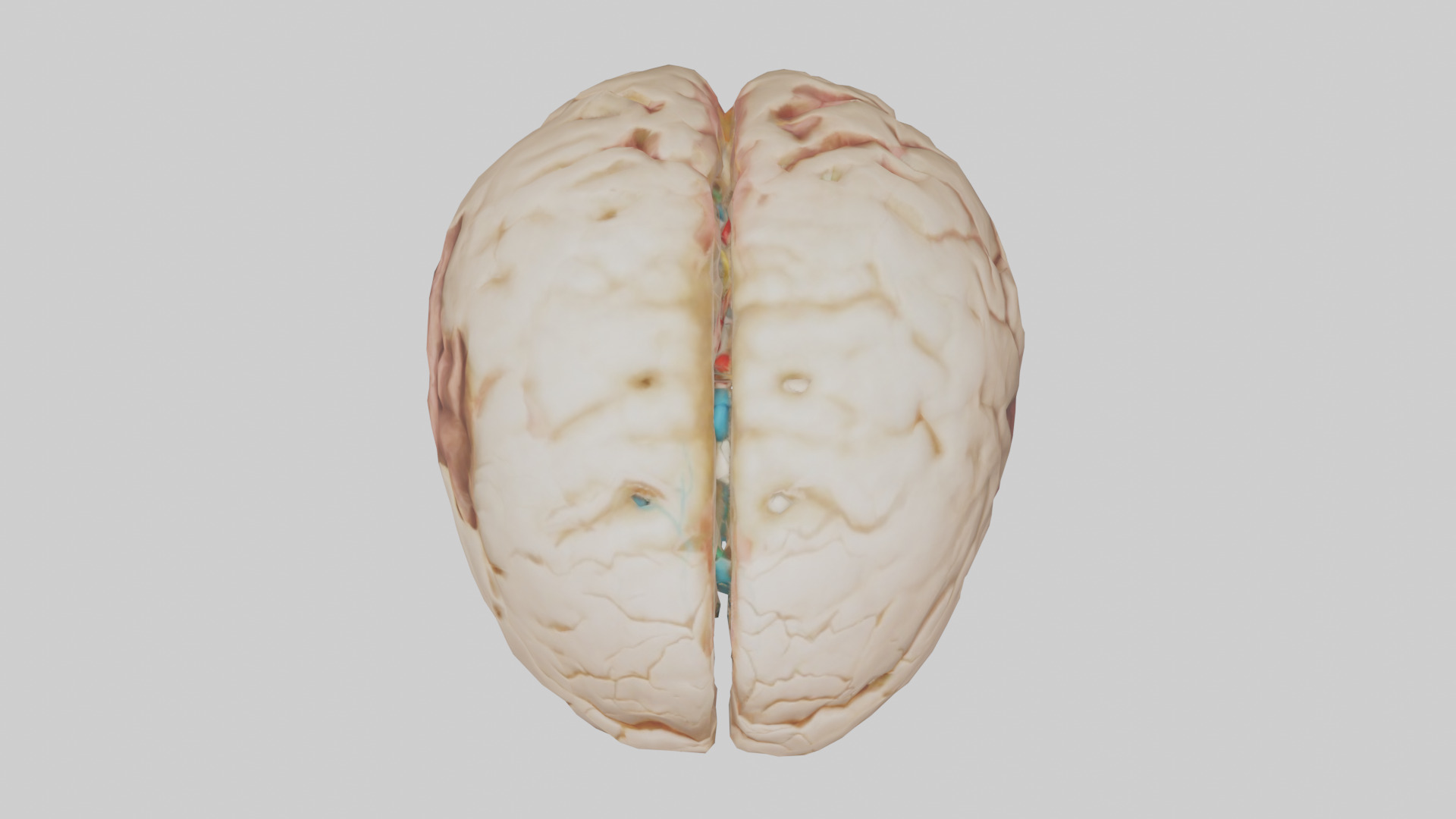 Human Hypothalamus Model Low-poly 3D model_14