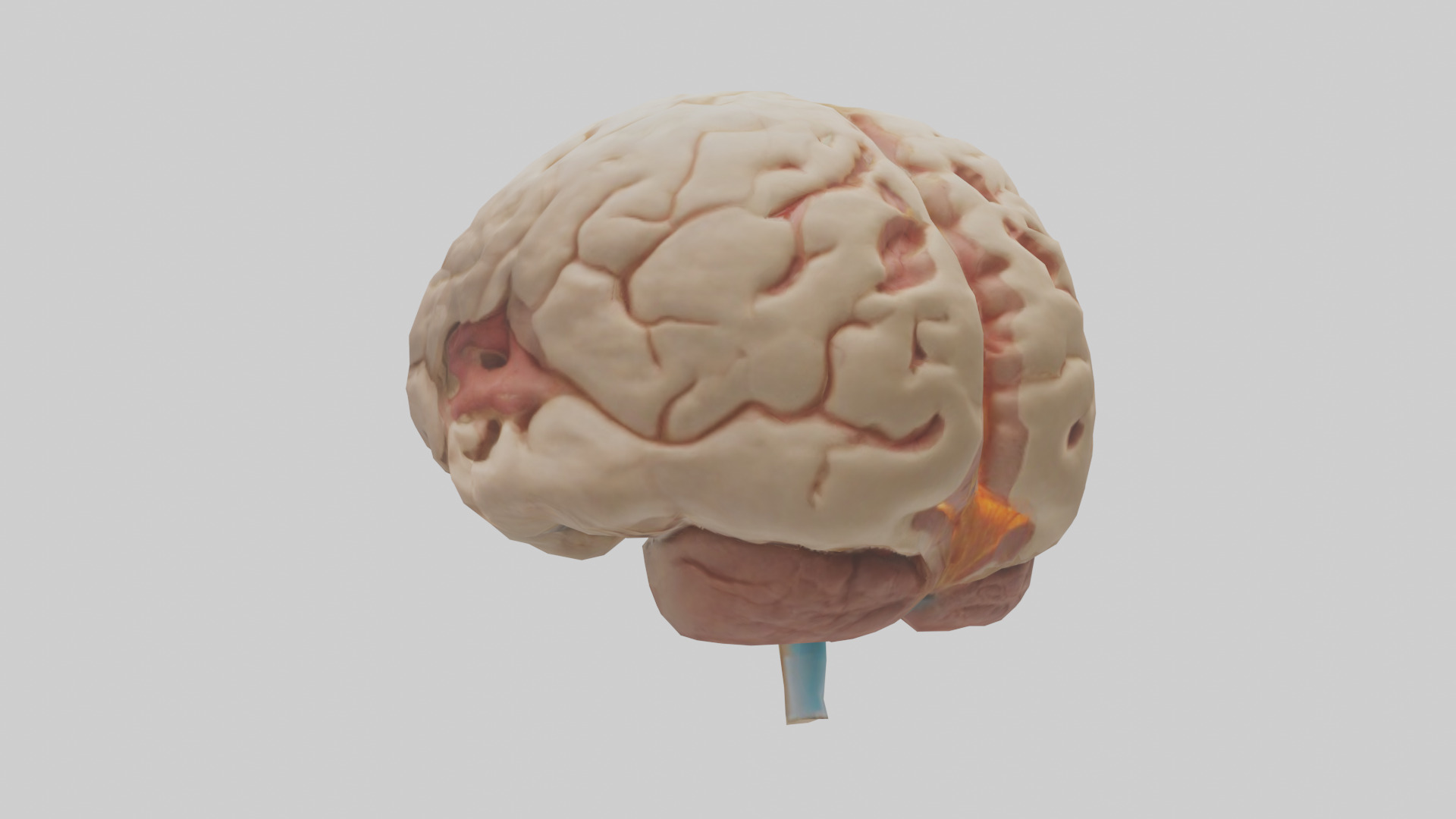 Human Hypothalamus Model Low-poly 3D model_1