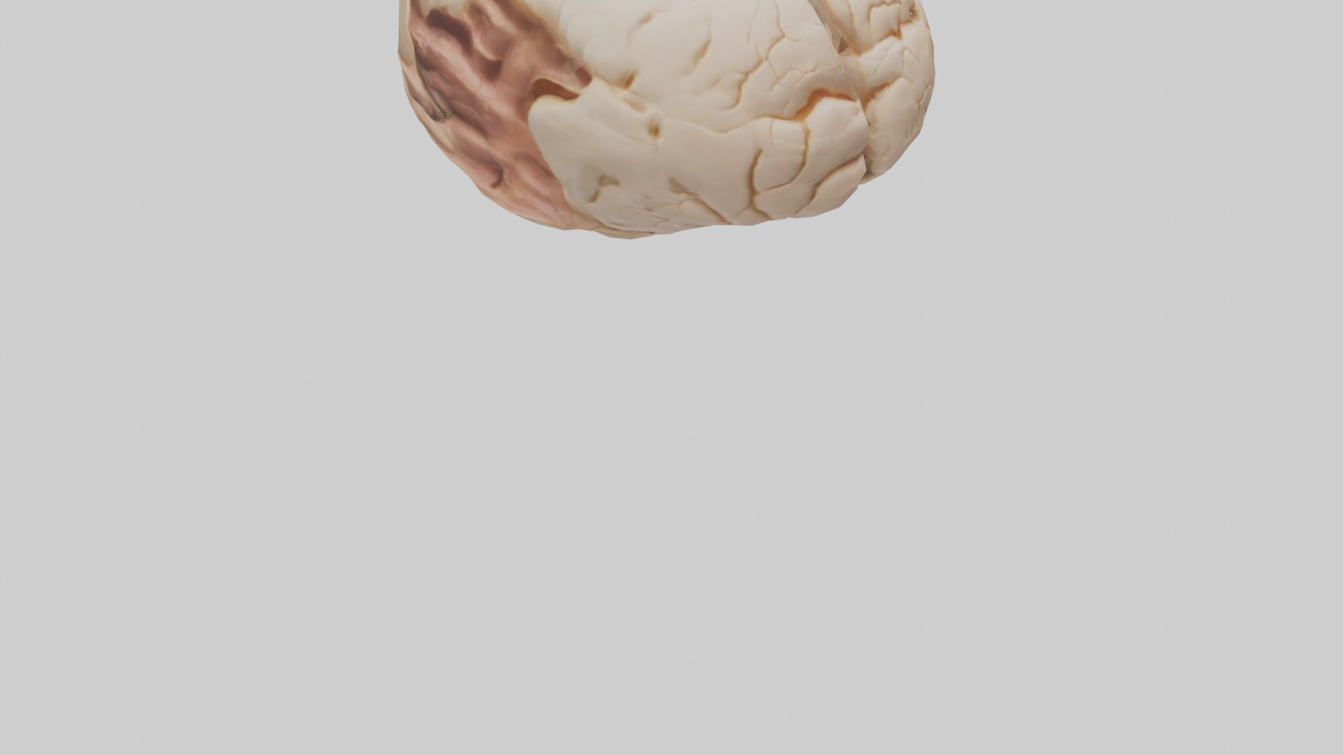 Human Hypothalamus Model Low-poly 3D model_6