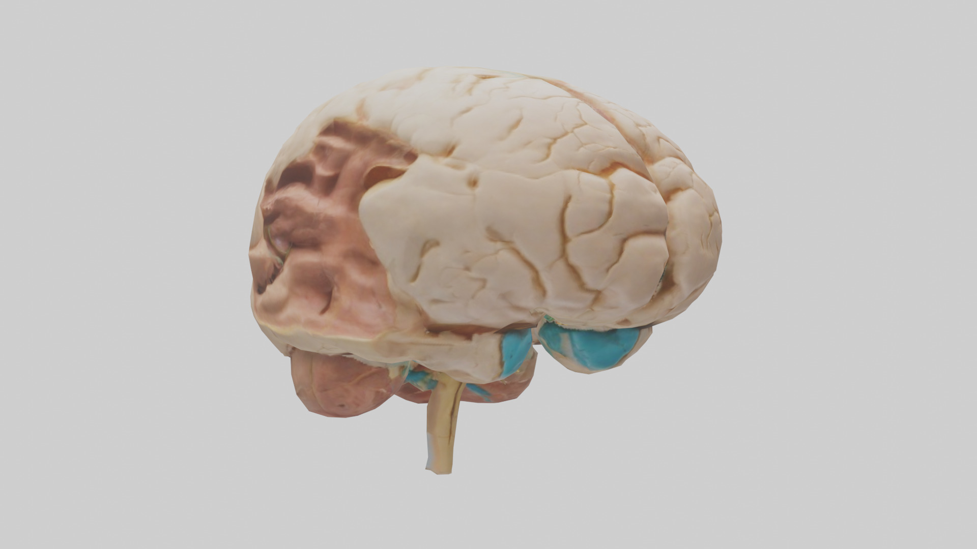 Human Hypothalamus Model Low-poly 3D model_7