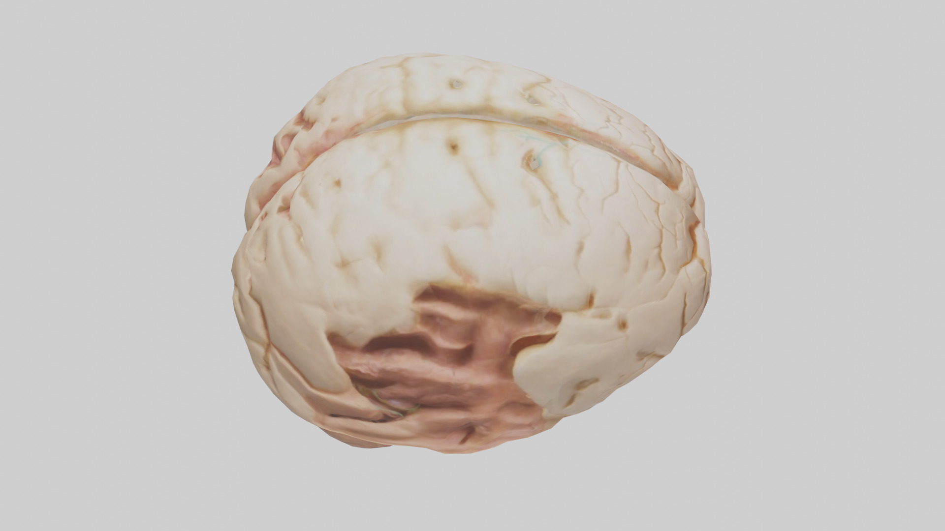Human Hypothalamus Model Low-poly 3D model_18
