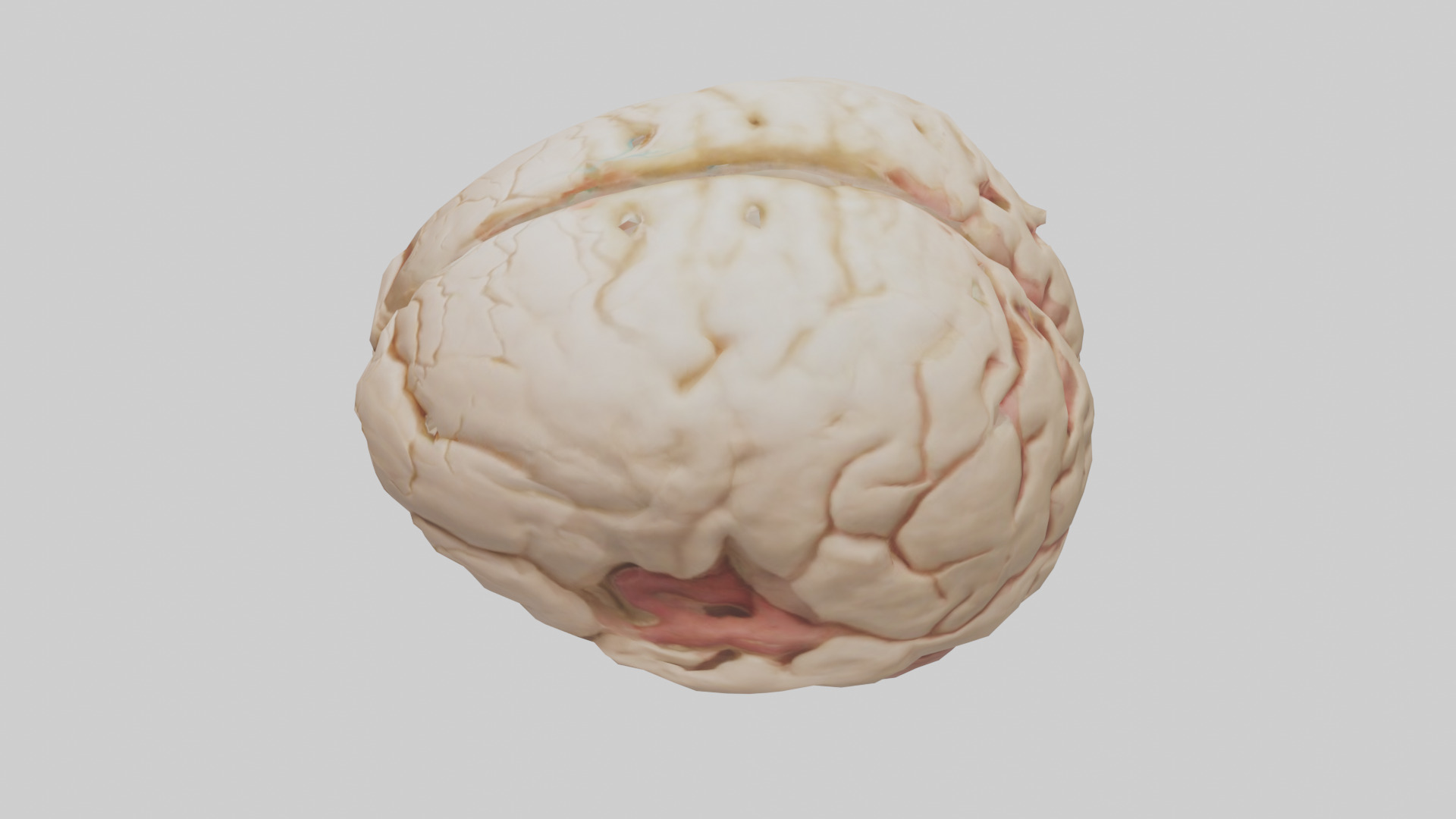 Human Hypothalamus Model Low-poly 3D model_17