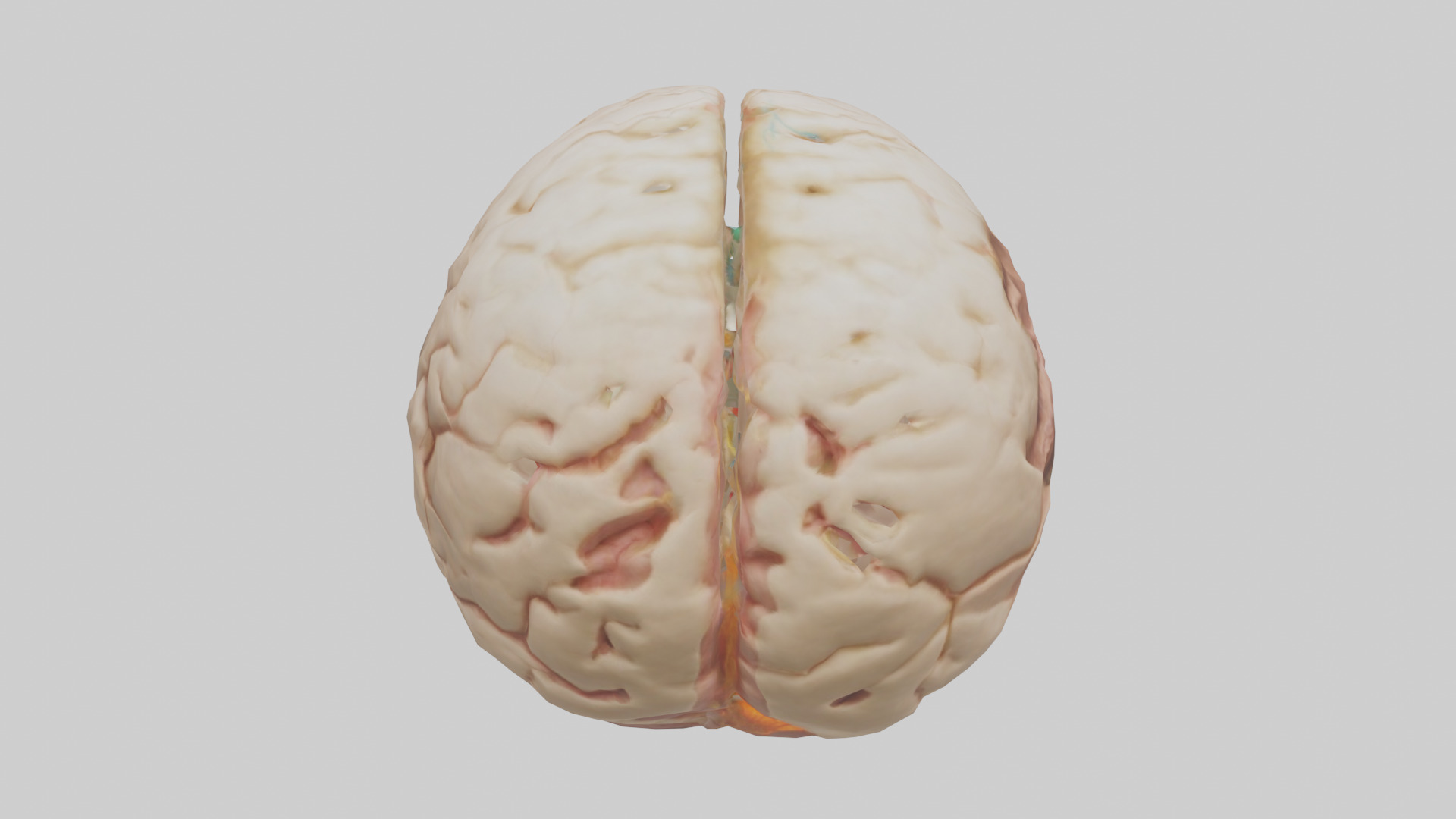 Human Hypothalamus Model Low-poly 3D model_15