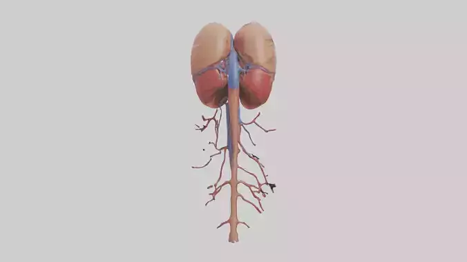 Human Inferior Vena Cava Model