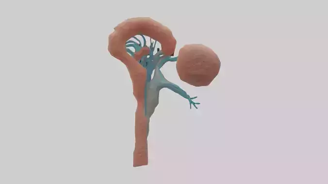 Human Juxtamedullary Nephrons Model