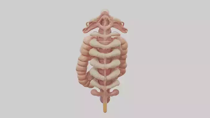 Human Large Intestine Anatomy Model