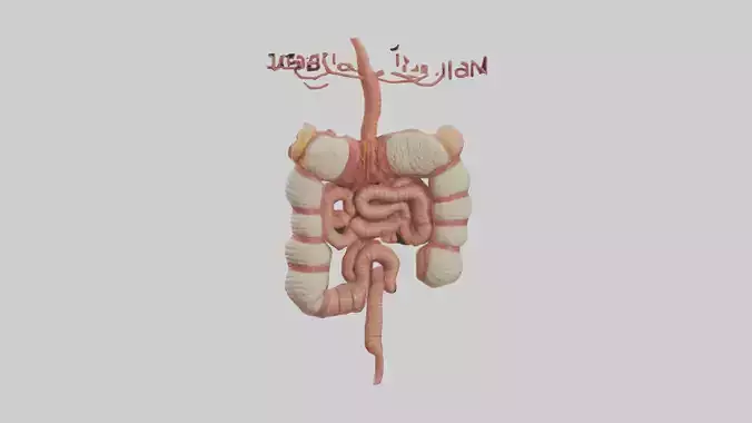 Human Large Intestine Model Low-poly 3D model