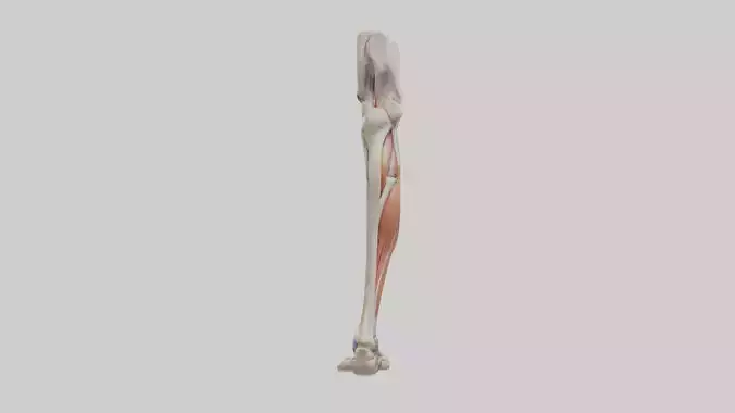 Human Leg Anatomy Model