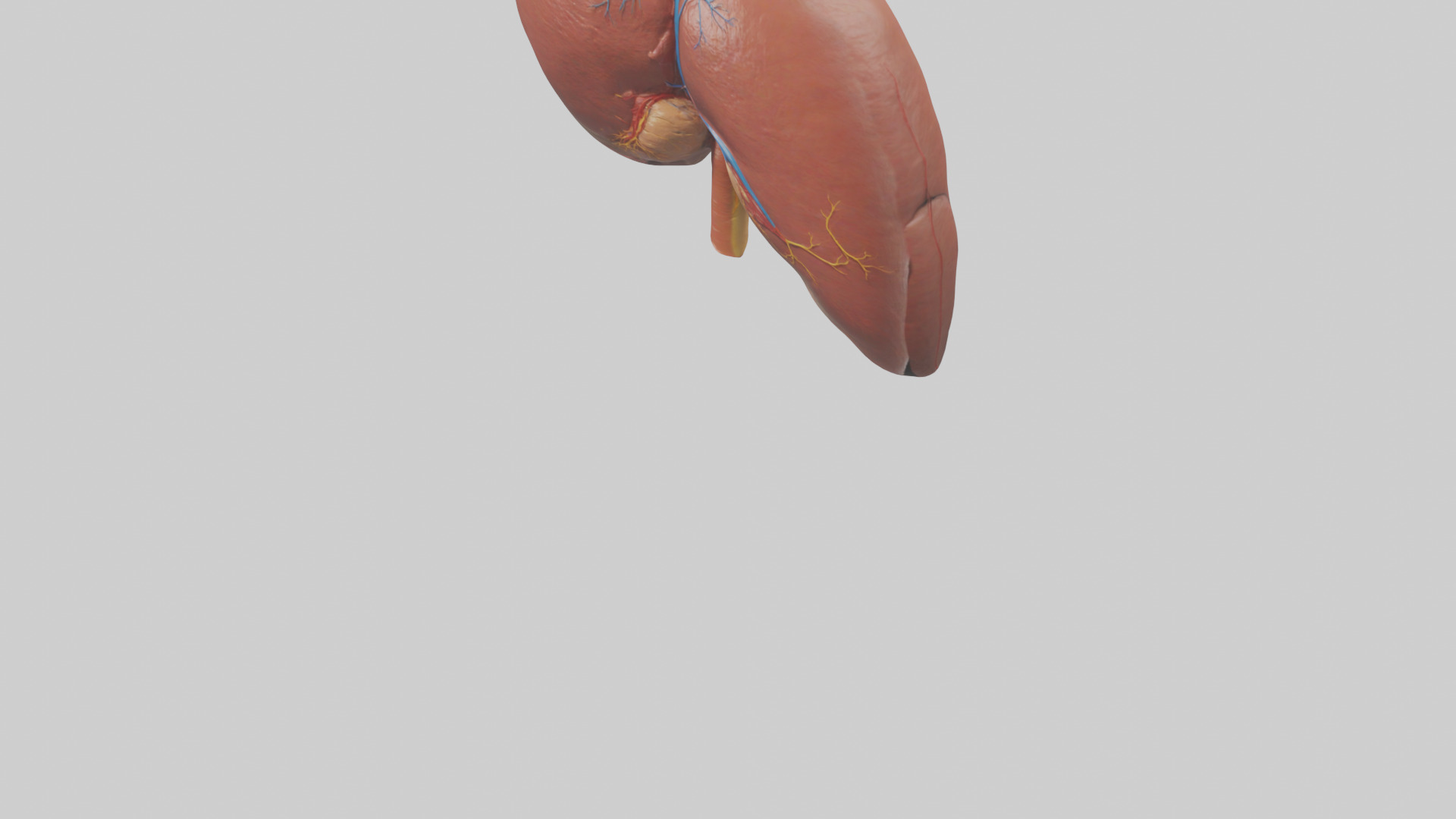 Human Liver Model Low-poly 3D model_5