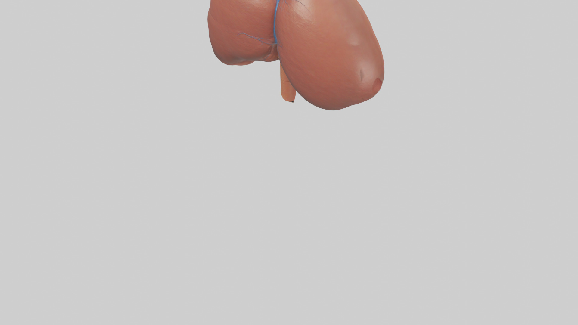 Human Liver Model Low-poly 3D model_4