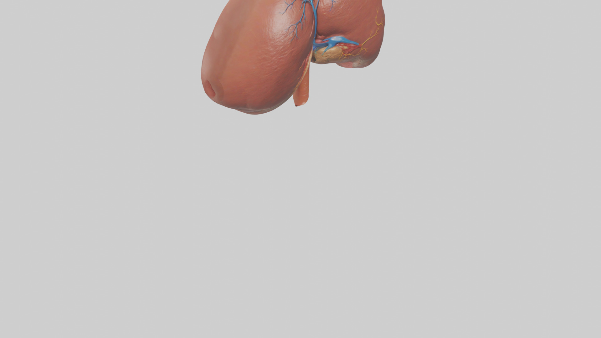 Human Liver Model Low-poly 3D model_6