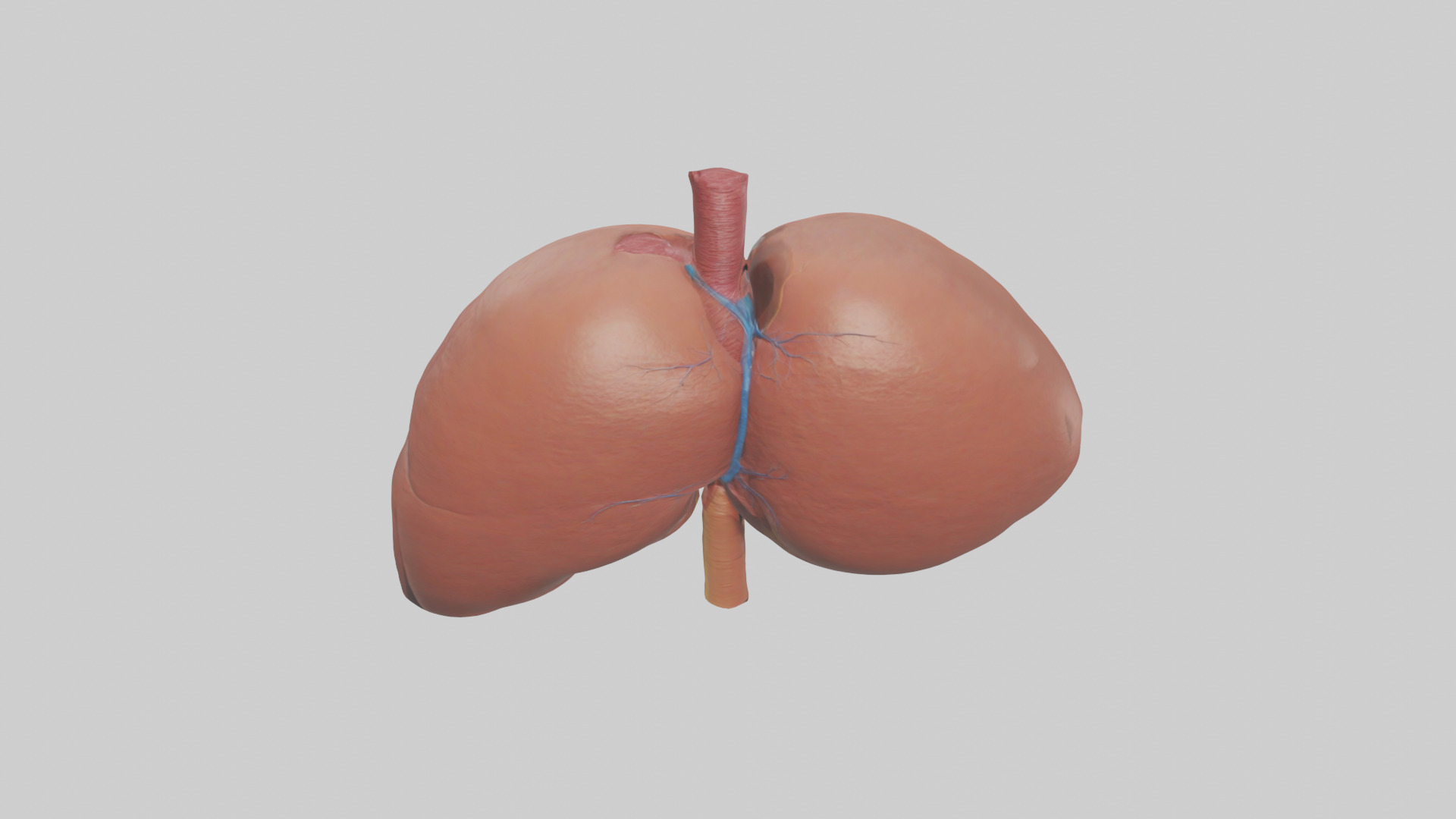 Human Liver Model Low-poly 3D model_15