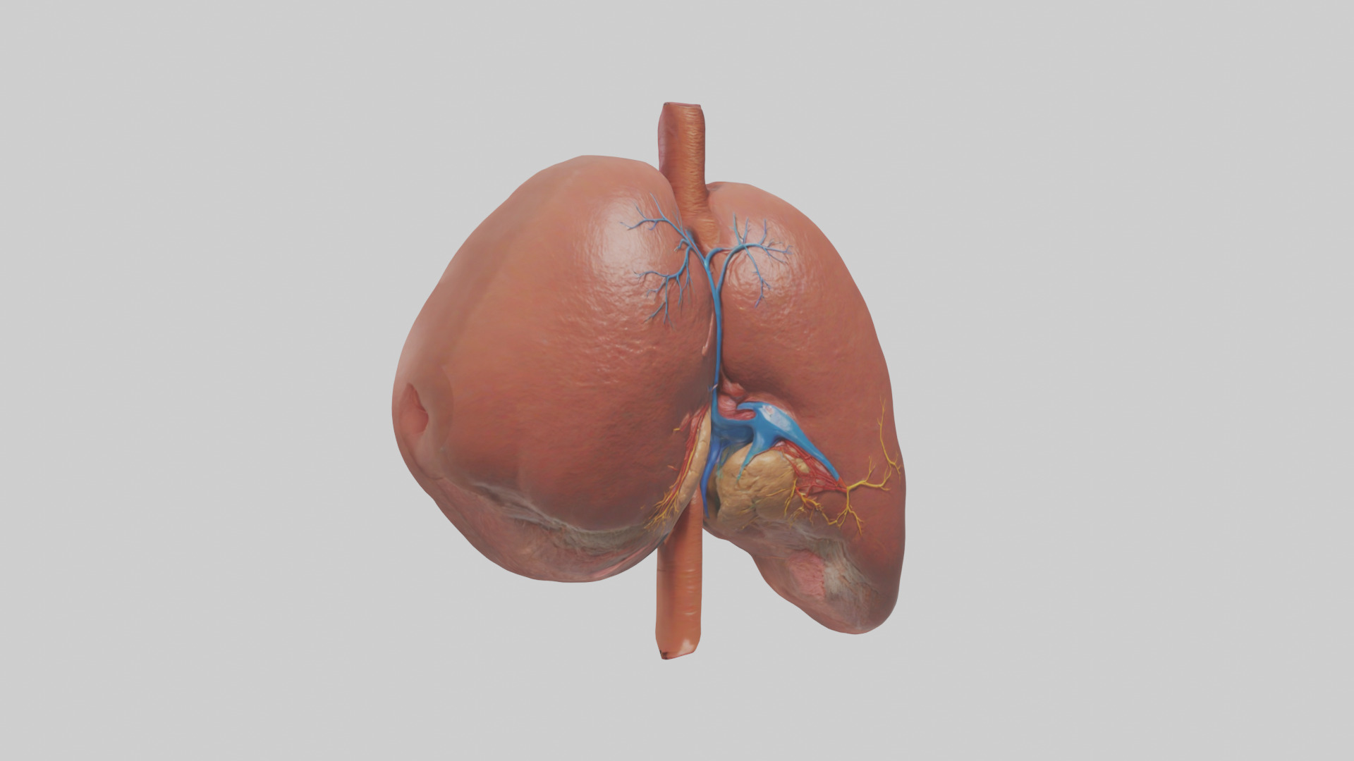 Human Liver Model Low-poly 3D model_11