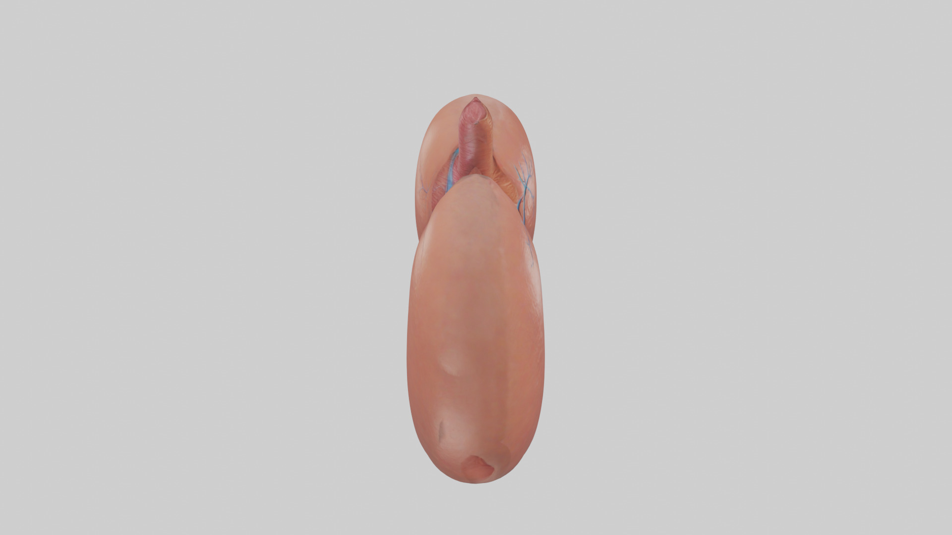 Human Liver Model Low-poly 3D model_18