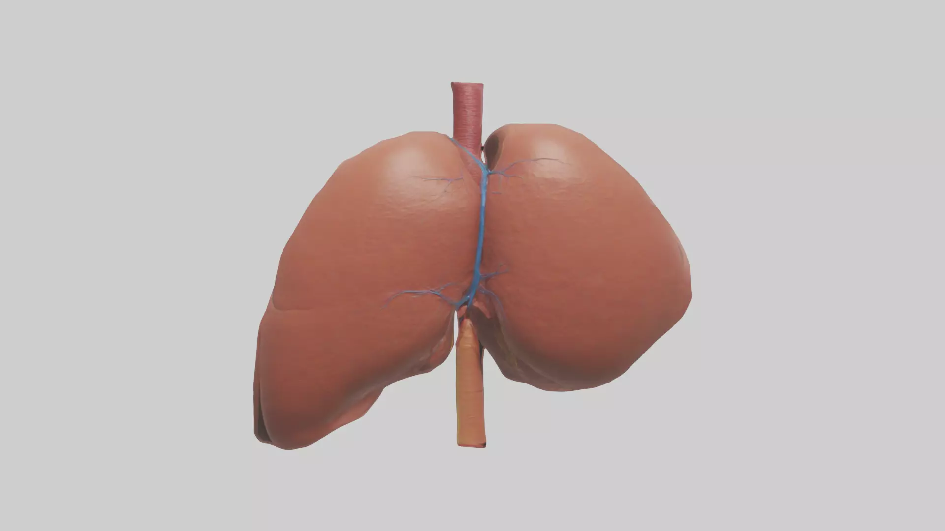 Human Liver Model Low-poly 3D model_0