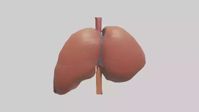 Human Liver Model