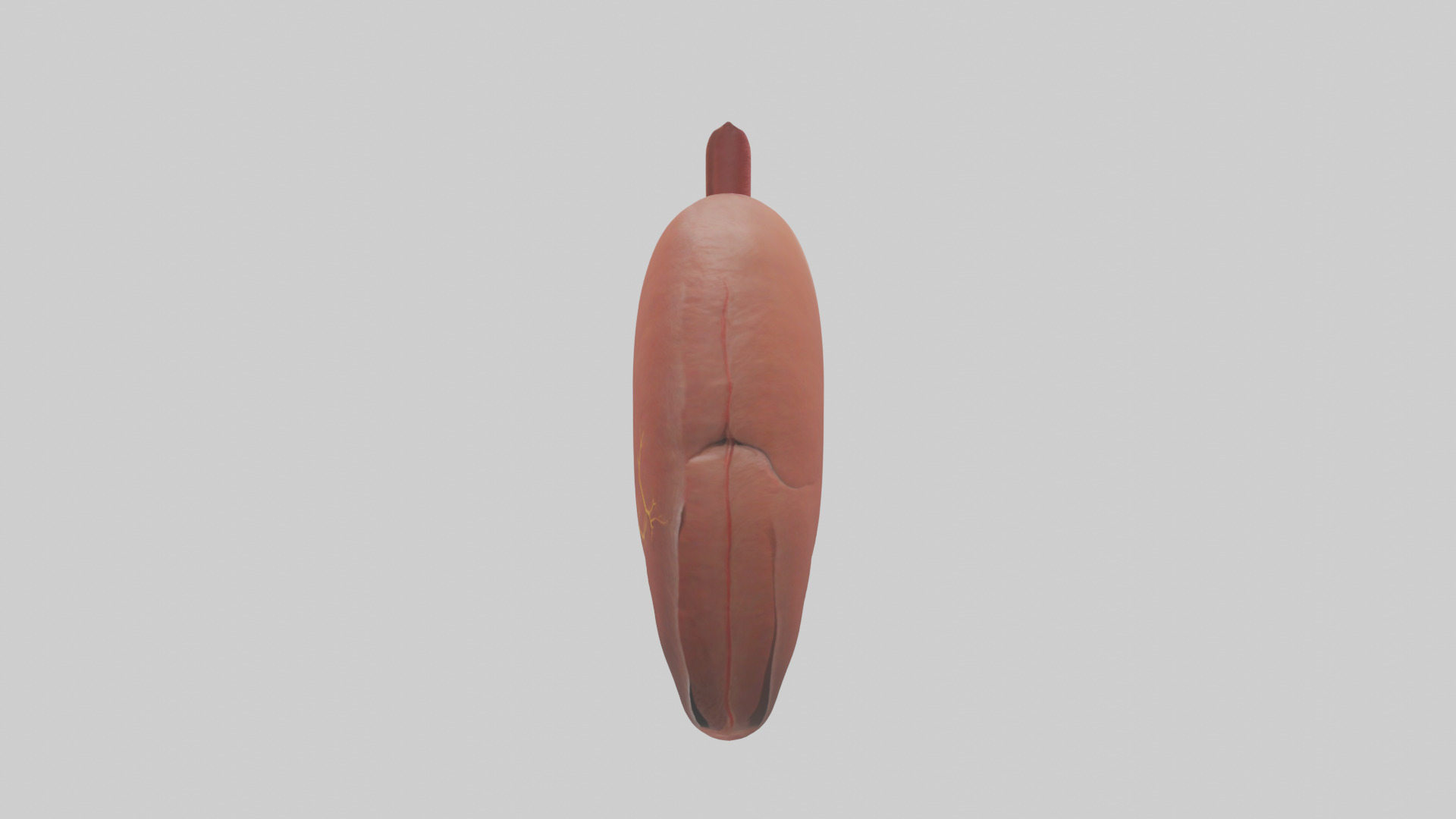 Human Liver Model Low-poly 3D model_12